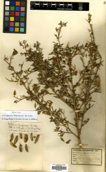 Type specimen at Edinburgh (E). Kassner, Theo: 2713. Barcode: E00456642.