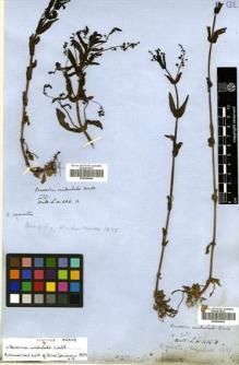 Type specimen at Edinburgh (E). Wallich, Nathaniel: 406B. Barcode: E00456645.