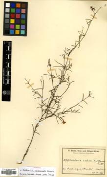Type specimen at Edinburgh (E). Baum, Hugo: 787. Barcode: E00456647.