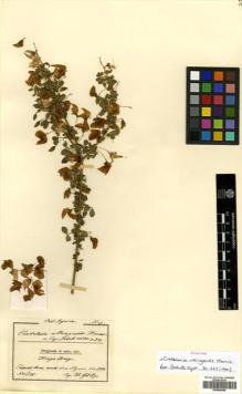Type specimen at Edinburgh (E). Goetze, W: 1195. Barcode: E00456648.