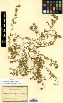 Type specimen at Edinburgh (E). Baum, Hugo: 836. Barcode: E00456652.