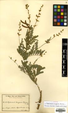 Type specimen at Edinburgh (E). Baum, Hugo: 612. Barcode: E00456653.