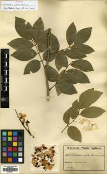 Type specimen at Edinburgh (E). Warnecke, Otto: 66. Barcode: E00456657.