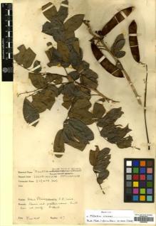 Type specimen at Edinburgh (E). Irvine, Frederick: 47. Barcode: E00456662.