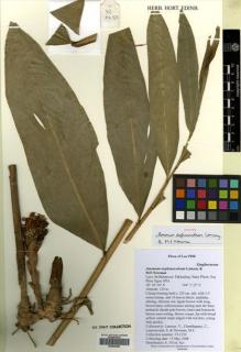 Type specimen at Edinburgh (E). Lamxay, Vichith; Chanthapany, C.; Lanorsavanh, Soulivanh; Newman, Mark: VL1250. Barcode: E00456665.