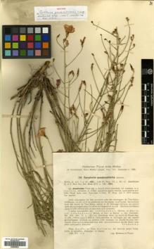 Type specimen at Edinburgh (E). Mokeeva, E.; Popov, Mikihail: . Barcode: E00456853.