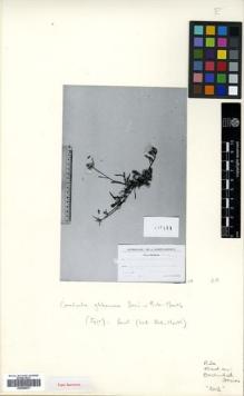 Type specimen at Edinburgh (E). Huber-Morath, Arthur: 15657. Barcode: E00456971.
