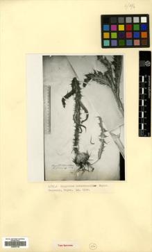 Type specimen at Edinburgh (E). Meyer, C.A.: . Barcode: E00457748.