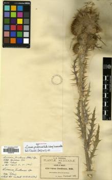 Type specimen at Edinburgh (E). Pringle, Cyrus: 4214. Barcode: E00459725.