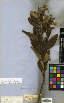 Type specimen at Edinburgh (E). Gardner, George: 4805. Barcode: E00460013.