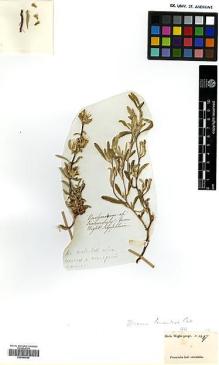Type specimen at Edinburgh (E). Wight, Robert: 1497. Barcode: E00460049.
