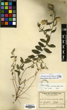 Type specimen at Edinburgh (E). Baum, Hugo: . Barcode: E00460079.