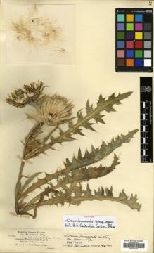 Type specimen at Edinburgh (E). Cusick, William: 2715. Barcode: E00464045.