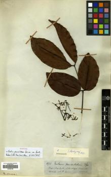 Type specimen at Edinburgh (E). Spruce, Richard: 1923. Barcode: E00465199.