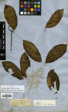 Type specimen at Edinburgh (E). Spruce, Richard: 1579. Barcode: E00465200.