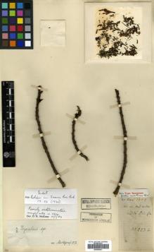 Type specimen at Edinburgh (E). Cavalerie, Pierre: 2236. Barcode: E00465201.