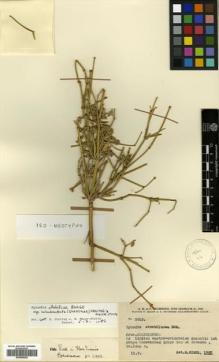 Type specimen at Edinburgh (E). Rechinger, Karl; Rechinger, Frida: 3919. Barcode: E00465202.