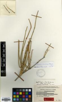 Type specimen at Edinburgh (E). Rechinger, Karl; Rechinger, Frida: 5351. Barcode: E00465203.