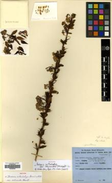 Type specimen at Edinburgh (E). Polunin, Oleg: 514. Barcode: E00465282.
