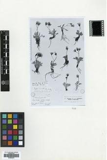 Type specimen at Edinburgh (E). Kotschy, Carl (Karl): 123. Barcode: E00465301.