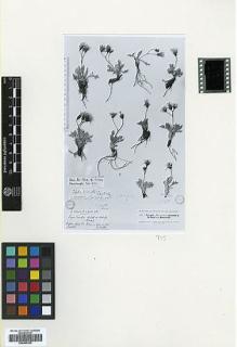 Type specimen at Edinburgh (E). Kotschy, Carl (Karl): 123. Barcode: E00465302.
