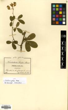 Type specimen at Edinburgh (E). Goetze, W: 735. Barcode: E00465312.