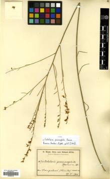 Type specimen at Edinburgh (E). Baum, Hugo: 741. Barcode: E00465318.