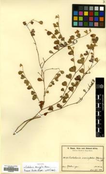 Type specimen at Edinburgh (E). Baum, Hugo: 483. Barcode: E00465322.