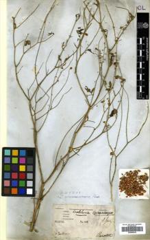 Type specimen at Edinburgh (E). Perrottet, George: . Barcode: E00465323.