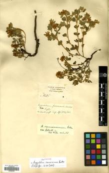 Type specimen at Edinburgh (E). Schimper, Georg: 1288. Barcode: E00465326.