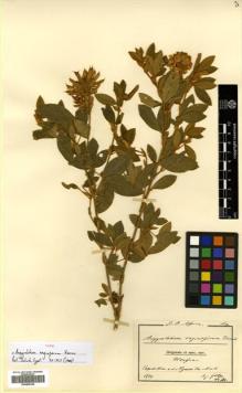 Type specimen at Edinburgh (E). Goetze, W: 1134. Barcode: E00465329.