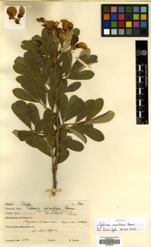 Type specimen at Edinburgh (E). Goetze, W: 746. Barcode: E00465335.