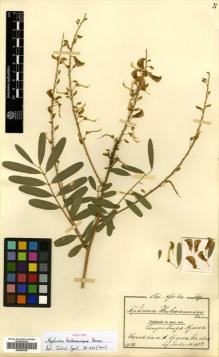 Type specimen at Edinburgh (E). Goetze, W: 889. Barcode: E00465338.