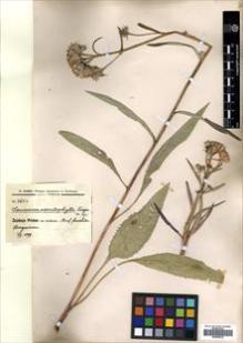 Type specimen at Edinburgh (E). Karo, F.: 365E. Barcode: E00466374.