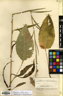 Type specimen at Edinburgh (E). Karo, F.: 369.C. Barcode: E00466461.