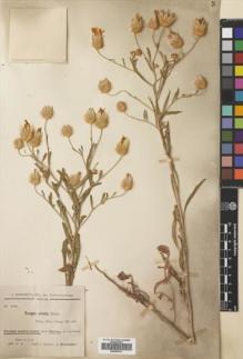 Type specimen at Edinburgh (E). Bornmüller, Joseph: 4009. Barcode: E00469701.