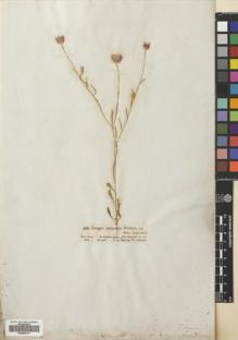 Type specimen at Edinburgh (E). Schimper, Georg: 109. Barcode: E00469737.