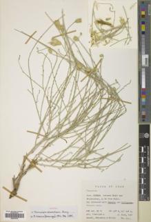 Type specimen at Edinburgh (E). Assadi, M.; Edmondson, John; Miller, Anthony : 1913. Barcode: E00470418.