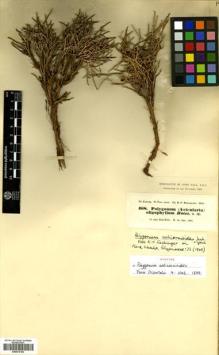 Type specimen at Edinburgh (E). Kotschy, Carl (Karl): 468. Barcode: E00472163.