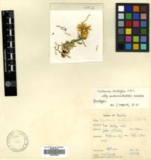 Type specimen at Edinburgh (E). Davis, Peter: 15526. Barcode: E00476258.