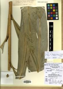 Type specimen at Edinburgh (E). Shoko, Sakai: 191. Barcode: E00477031.
