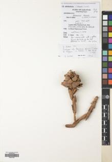 Type specimen at Edinburgh (E). Shoko, Sakai: 191. Barcode: E00477033.