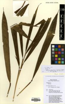 Type specimen at Edinburgh (E). Shoko, Sakai: 413. Barcode: E00477037.