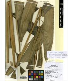 Type specimen at Edinburgh (E). Shoko, Sakai: 178. Barcode: E00477041.