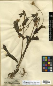 Type specimen at Edinburgh (E). Schimper, Georg: 833. Barcode: E00480992.