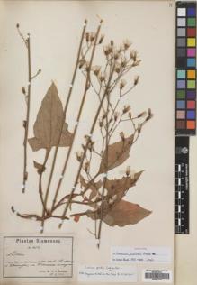 Type specimen at Edinburgh (E). Hosseus, Carl: 454. Barcode: E00481760.