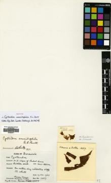Type specimen at Edinburgh (E). Hirano, Minoru; Hotta, Mitsuru: 1287. Barcode: E00482571.