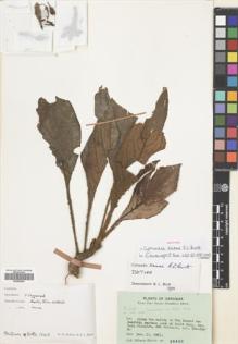 Type specimen at Edinburgh (E). Hotta, Mitsuru: 15412. Barcode: E00482983.