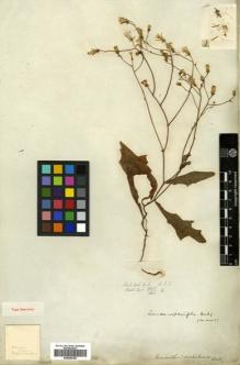 Type specimen at Edinburgh (E). Wallich, Nathaniel: 3275/385B. Barcode: E00484185.