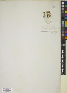 Type specimen at Edinburgh (E). Franklin Expedition: . Barcode: E00490252.